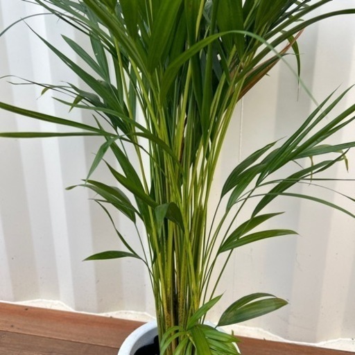 アレカヤシ　7号　観葉植物