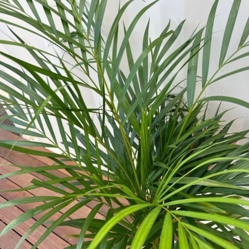アレカヤシ　7号　観葉植物