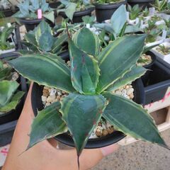 アガベ　オバティサナ　シースター アガベ オバティサナ シースター - メルカリ