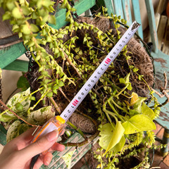 ワイヤープランツ