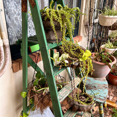 ワイヤープランツの画像