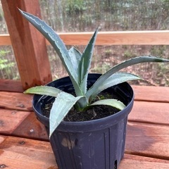 アガベ　アメリカーナの画像