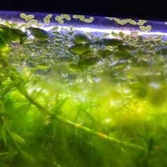 水草の王様👑 新鮮アオウキグサ君の画像