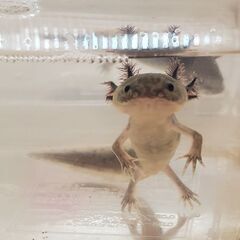 ウーパールーパー∈(^o^)∋2匹決定☆まだ居ます