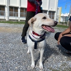 3つの保護団体合同🐾犬の里親会開催🐾 - うるま市
