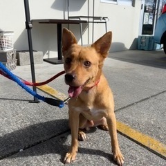 3つの保護団体合同🐾犬の里親会開催🐾 - その他