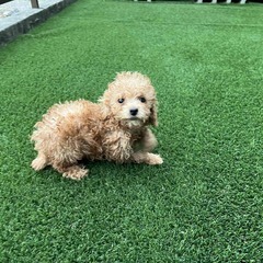 プードル　すぐに立ち上がる面白い子犬　２か月の画像