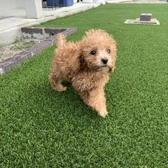 プードル　すぐに立ち上がる面白い子犬　２か月 - 名古屋市