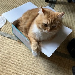 とても穏やかなマンチカン（長足）セミロングです。