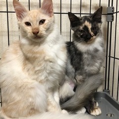 長毛の美猫親子🐱🐱🐱 - 葛飾区