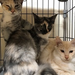 長毛の美猫親子🐱🐱🐱