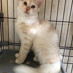 長毛の美猫親子🐱🐱🐱 − 東京都