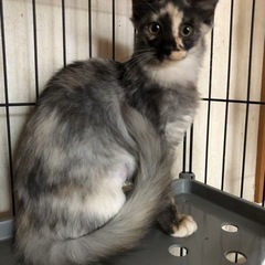 長毛の美猫親子🐱🐱🐱 - 猫