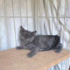 生後1ヶ月 人馴れ◎ オス  子猫 