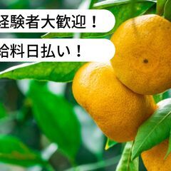 【日払い】愛媛県宇和島市吉田町南君でみかんの収穫のお仕事！【単発...