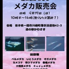 岩手県でメダカのイベントがあります！