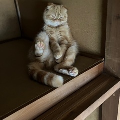 耳垂れでとてもキュートなマンチカン（長足）です