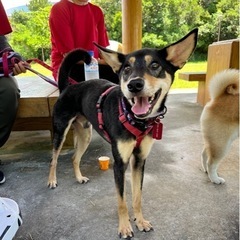 3つの保護団体合同🐾犬の里親会開催🐾 - イベント