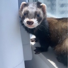 フェレット