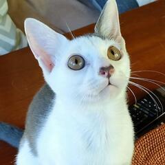 ホワイトグレーのかわいい男の子♪