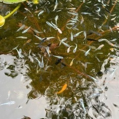 メダカ　幼魚　成魚の画像