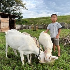 【仕事内容】 ★住み込み可、都会の雑踏から離れて。自然に触れるお仕事です。！  ヤギ4頭と烏骨鶏7羽と合鴨1羽 、ミツバチの画像