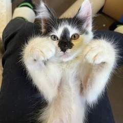 人大好き！ちょっと長毛しずくくん