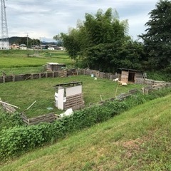 【仕事内容】 ★住み込み可、都会の雑踏から離れて。自然に触れるお仕事です。！  ヤギ4頭と烏骨鶏7羽と合鴨1羽 、ミツバチの画像