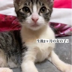 お家が決まりました🏠♡キジ白女の子♀