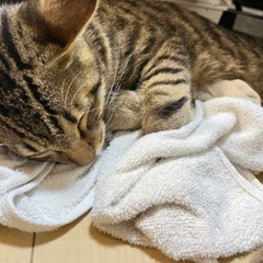 生後5ヶ月ネコ　里親募集