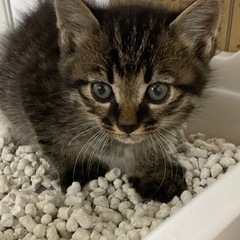 トライアル中！保護して1日目！子猫里親募集♡♡