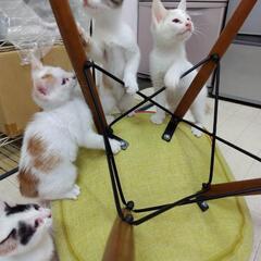 身おもの猫を保護しました。一週間後5匹の子猫を産みました。子猫達...