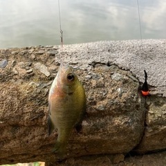 9/18日13時〜埼京線浮間舟渡釣り飲み - 板橋区