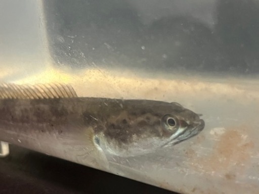 アイスファイヤー　スネークヘッド