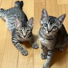 灼熱の田んぼで産まれた兄弟 - 猫