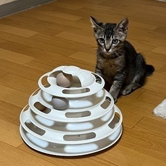 灼熱の田んぼで産まれた兄弟 - 富士見市