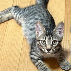 灼熱の田んぼの真ん中で生まれた兄弟
