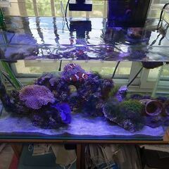 60cm海水アクアリウム　カクレクマノミ、ソフトコーラルなど一式