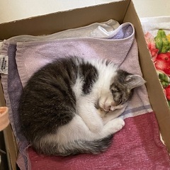 2ヶ月メスの甘えん坊さん