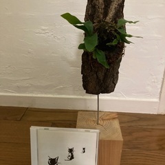 コウモリラン⑥台座付きの画像