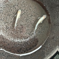 メダカ【焔】決まりました