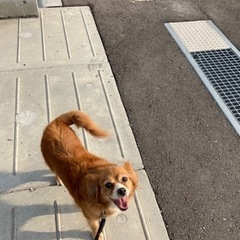 岡山市保健所☆キャバリア風雑種？の女の子！ − 岡山県
