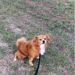 岡山市保健所☆キャバリア風雑種？の女の子！ - 犬