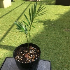 ソテツ　実生苗　鉢植え　観葉植物