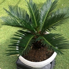 ソテツ　鉢植え　観葉植物