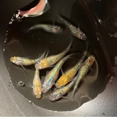 【メダカ】ラメmix？8匹＋みゆき 若魚10匹＋水草のおまけ付き
