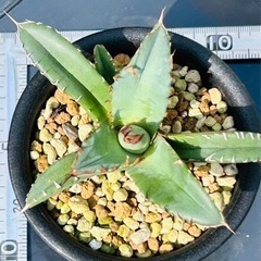アガベ　チタノタ　子株（親株／一年前収穫の子株画像あり）の画像