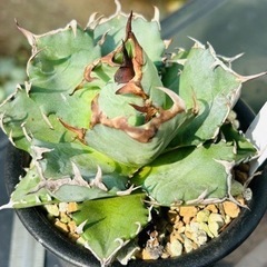 アガベ　チタノタ　子株（親株／一年前収穫の子株画像あり）の画像