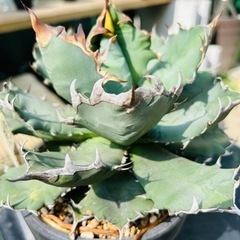 アガベ　チタノタ　子株（親株／一年前収穫の子株画像あり）の画像