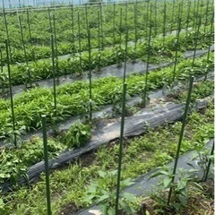 農業体験したい方！